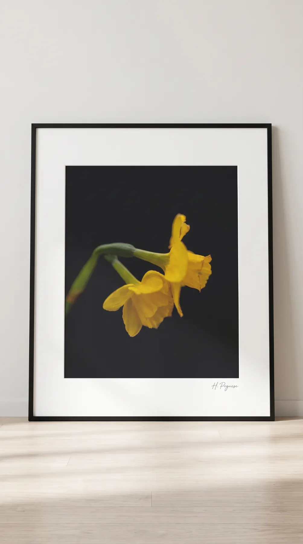 Golden Daffodils framed close-up detail