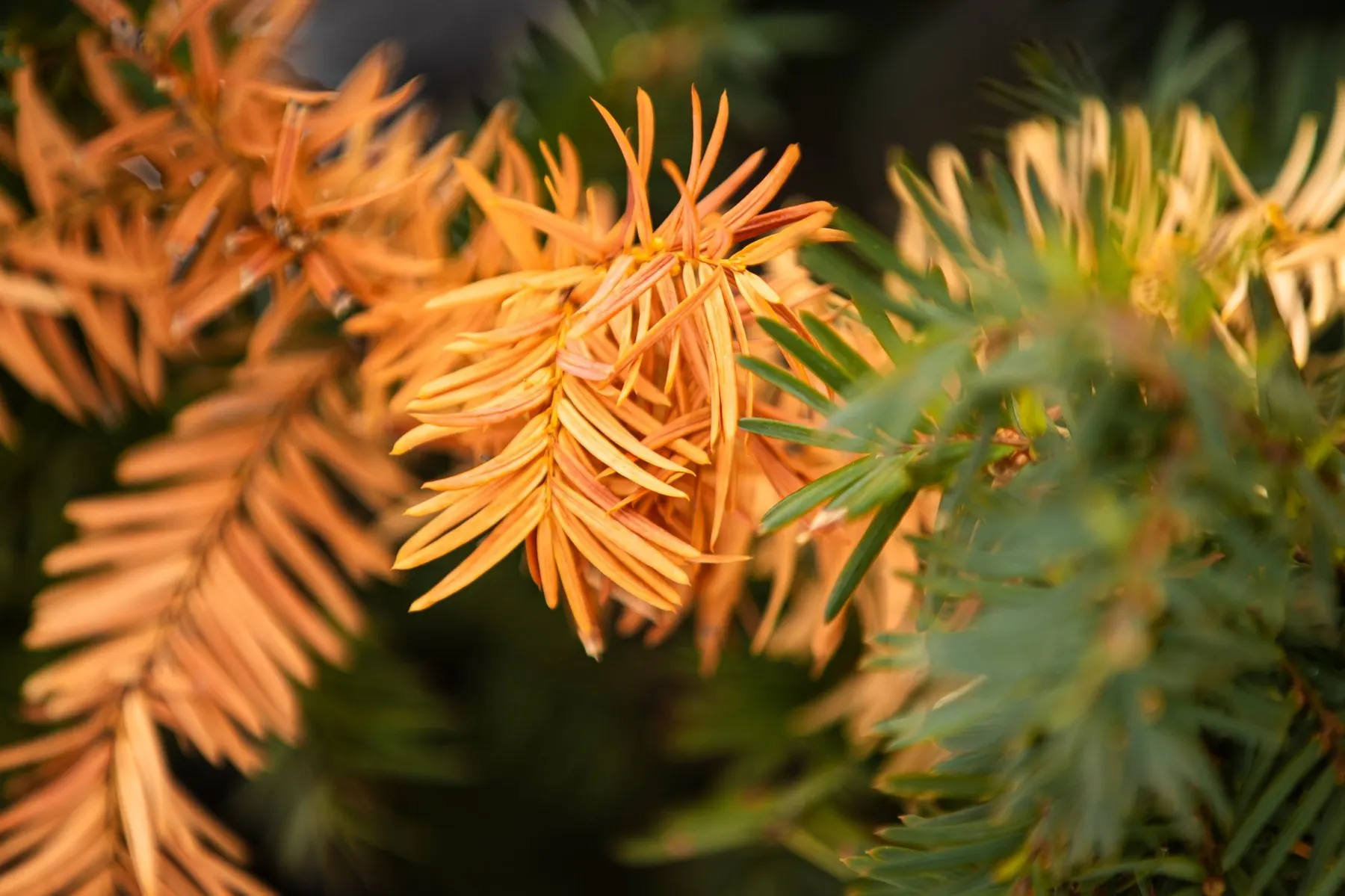 Solitary Bloom