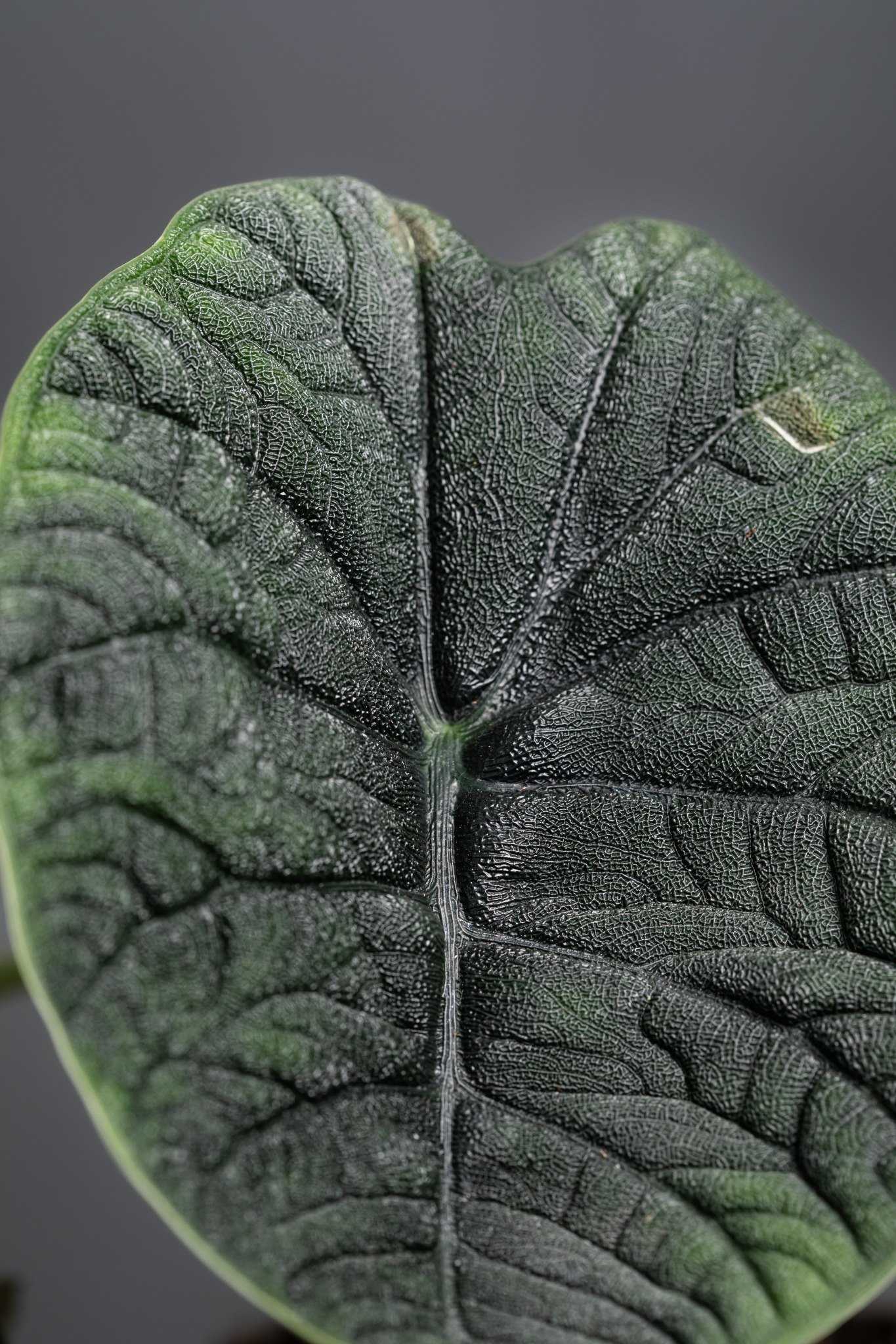 Dark Canopy