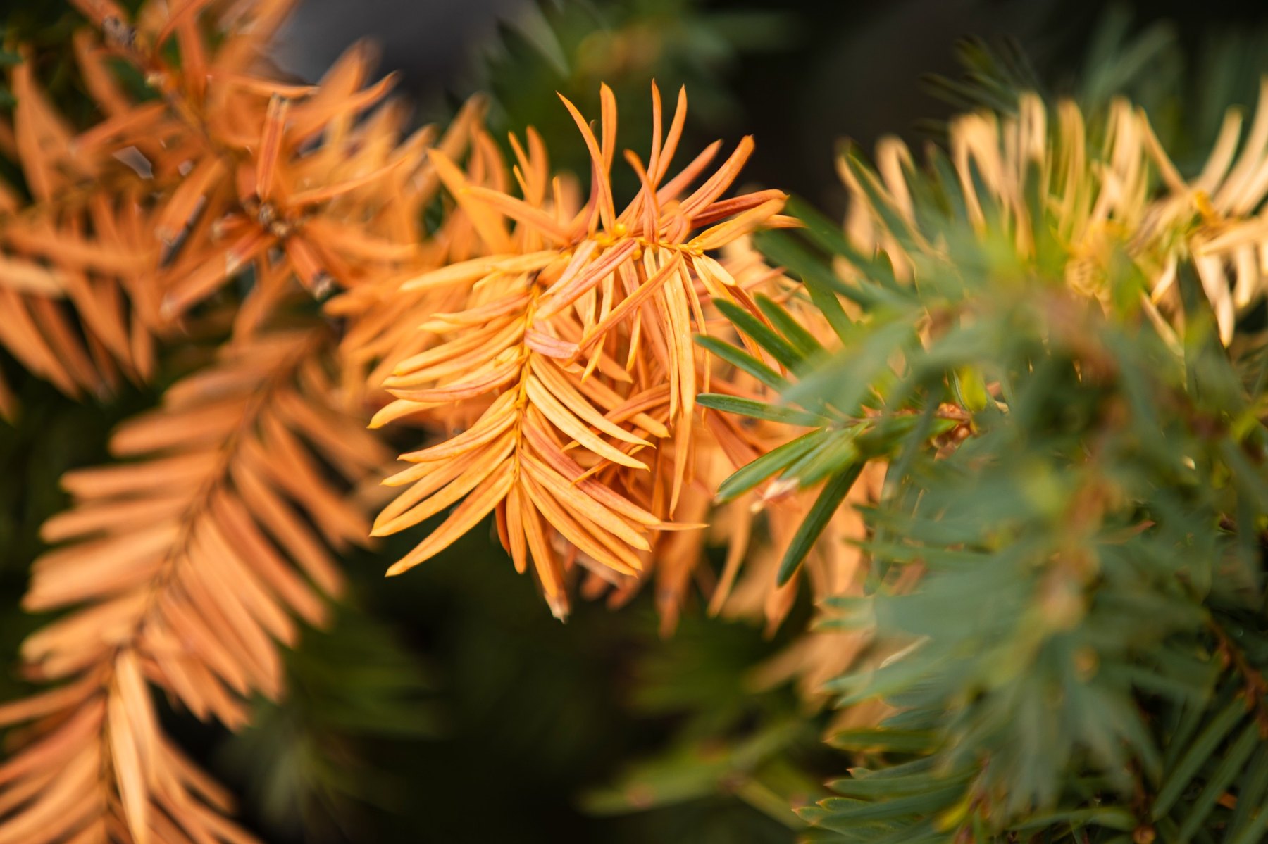 Solitary Bloom