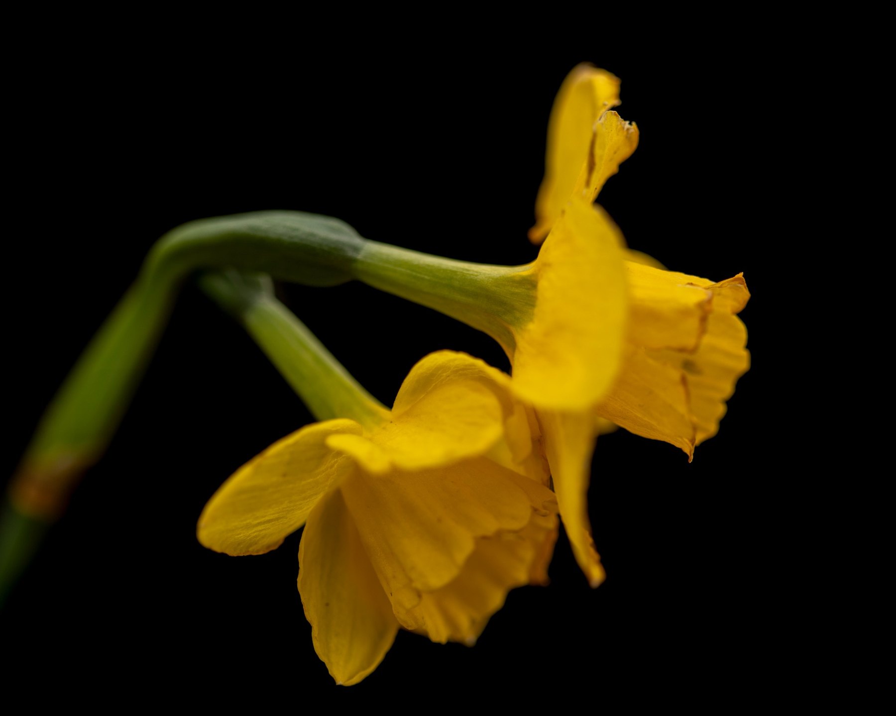 Golden Daffodils